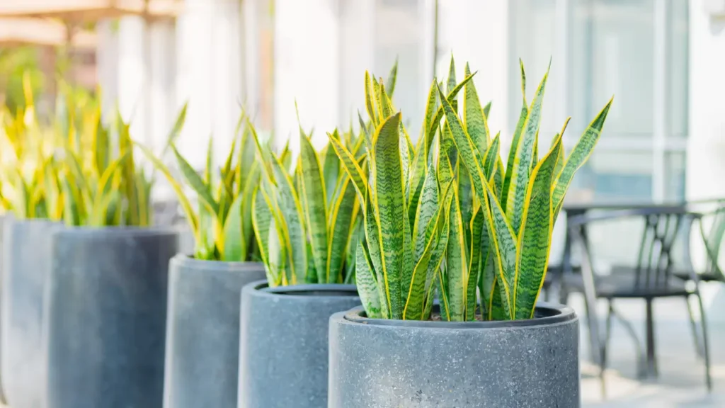 plantas que valem mais