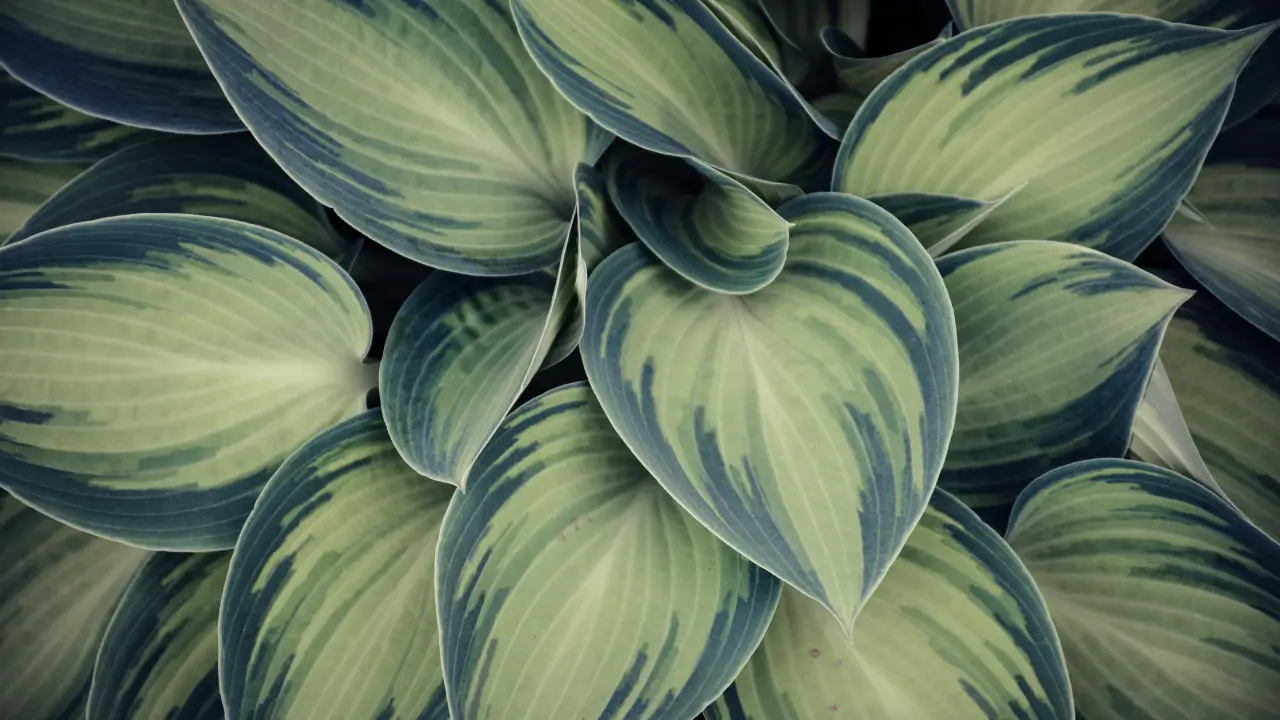 plantas que valem mais
