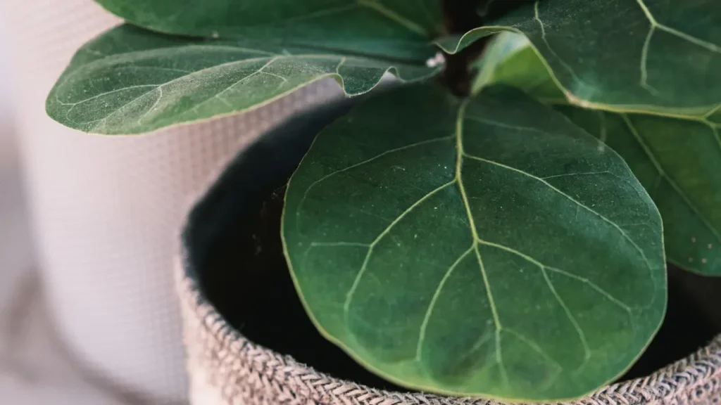 plantas que valem mais