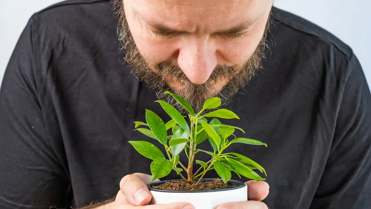 A Linguagem Secreta das Plantas