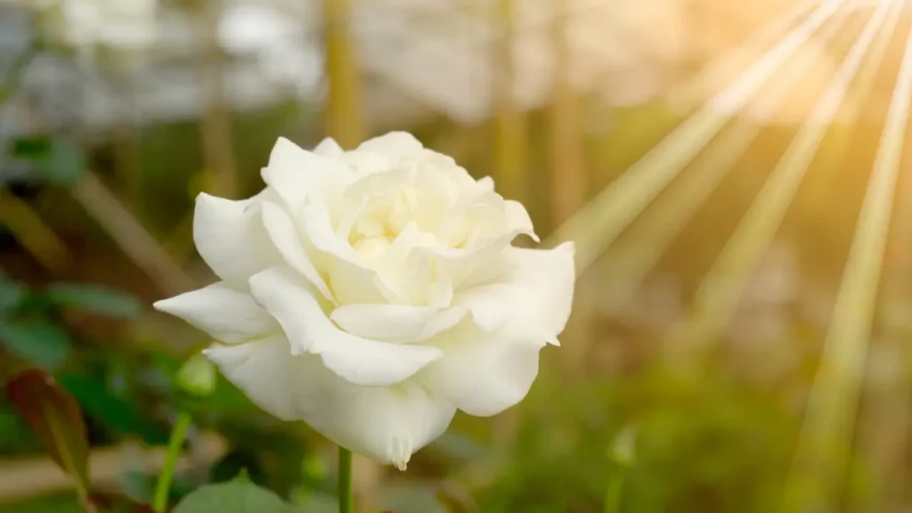 Flores que Transformam2