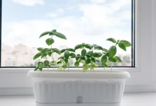 Horta em casa