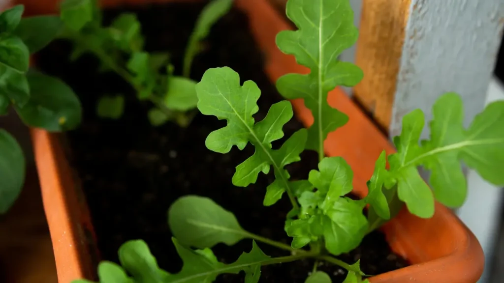 horta em casa