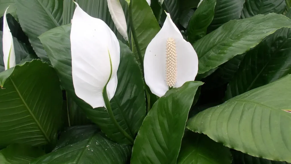 Plantas que Purificam o Ar