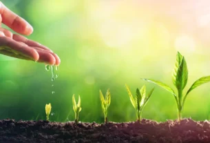 Plantas que Purificam o Ar2