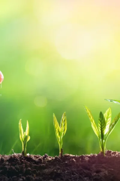 Plantas que Purificam o Ar2