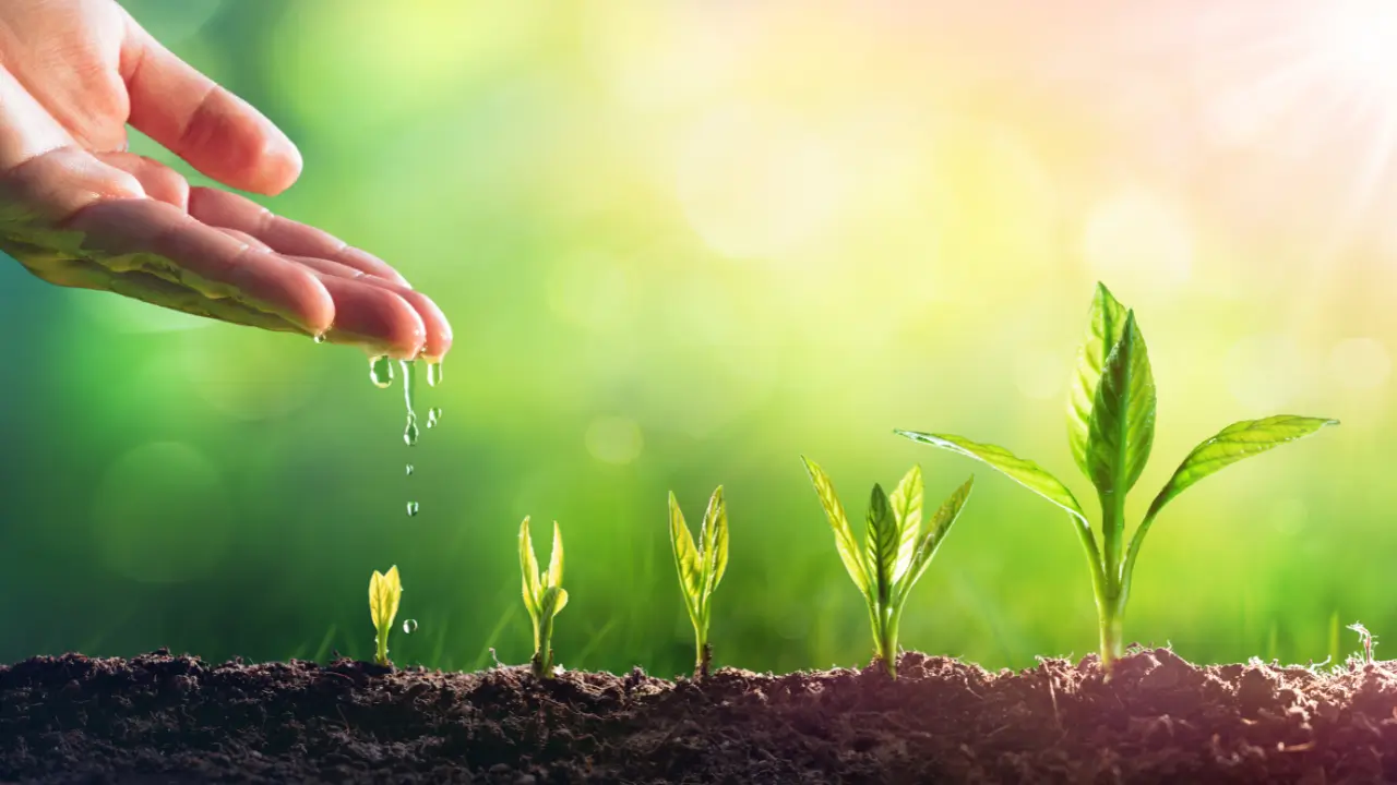 Plantas que Purificam o Ar2