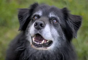 cheiro de xixi de cachorro do piso