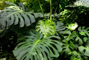 plantas que valem mais