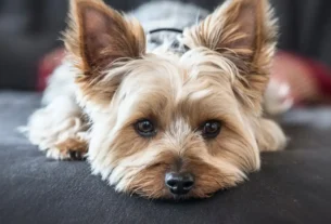 Sinais que seu melhor amigo está envelhecendo