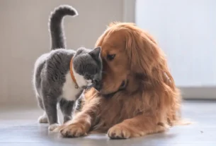 Adaptação do Pet Idoso em Apartamento