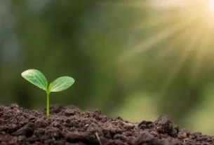 Iniciantes em Jardinagem