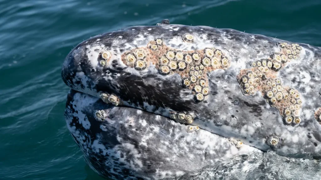Remoção de Cracas em Animais Marinhos