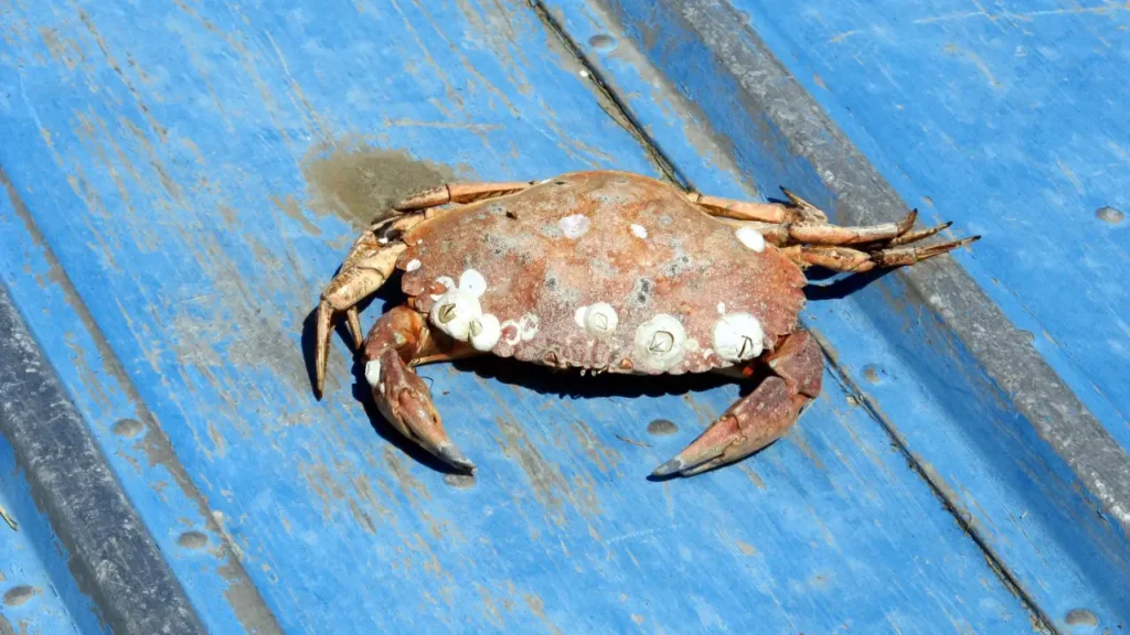 remoção de cracas em animais marinhos