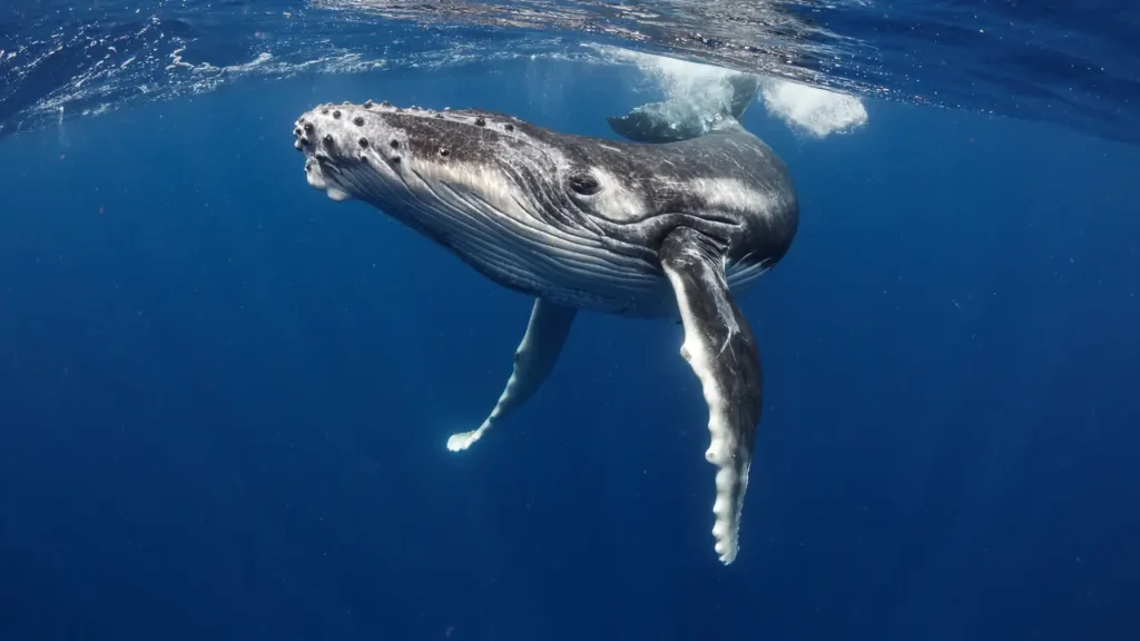 Remoção de Cracas em Animais Marinhos