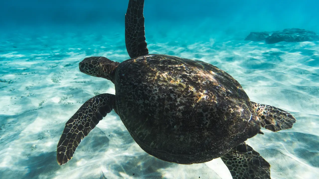 Remoção de Cracas em Animais Marinhos