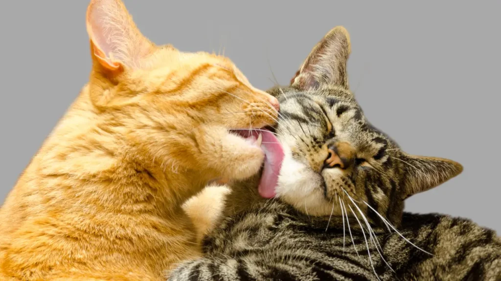 raças de gatos