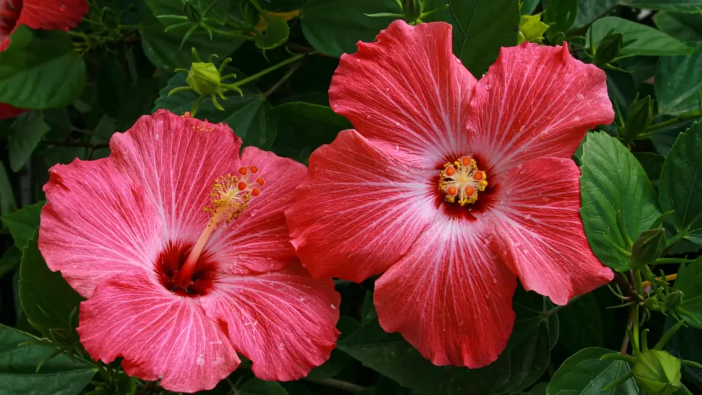 Plantas que gostam muito de sol