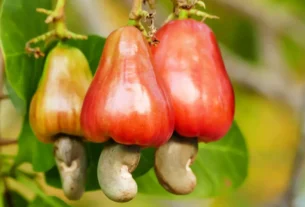 Plantas que gostam muito de sol - caju