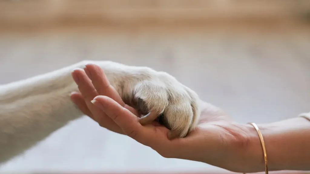cuidados com pets