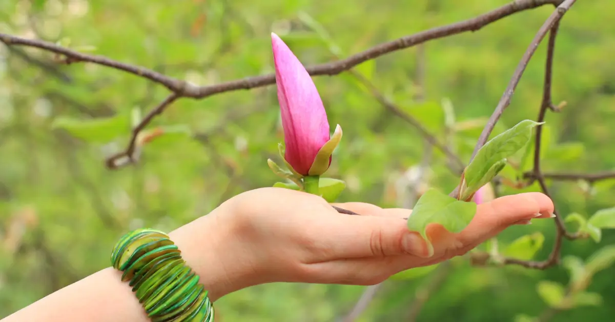 Mão tocando folha de planta exuberante, simbolizando a linguagem secreta das plantas e seus sinais