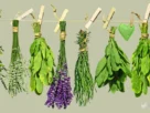 7 ervas mais poderosas de limpeza
