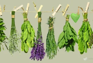 7 ervas mais poderosas de limpeza