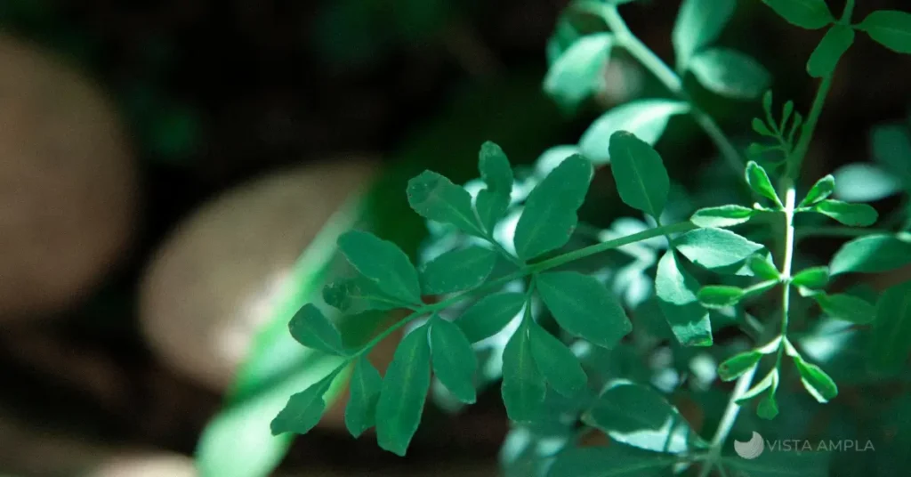 Banho de arruda - ativando a proteção