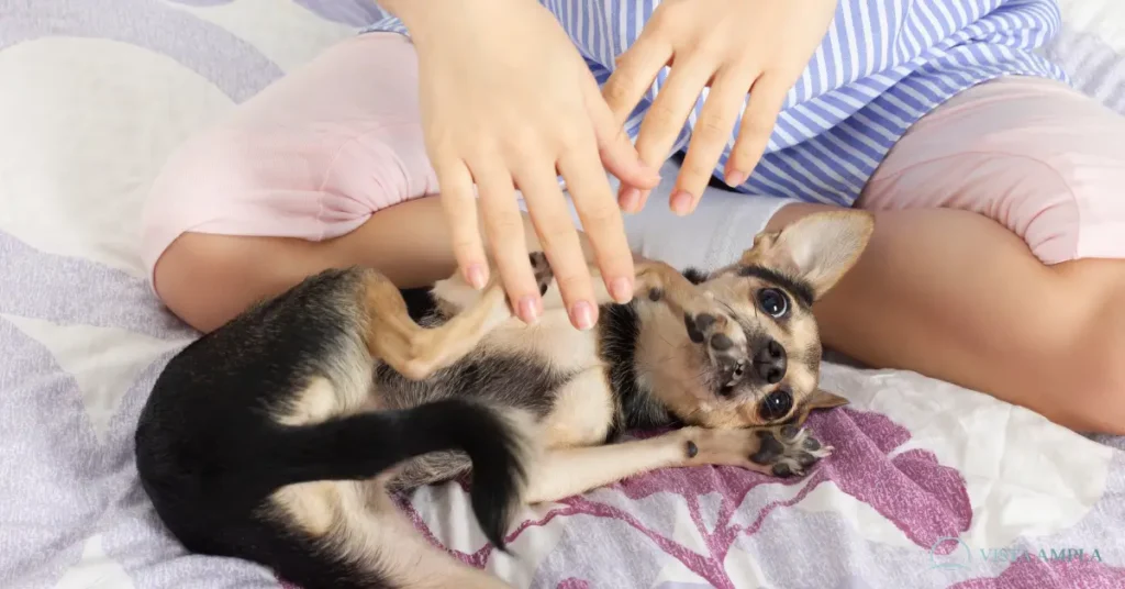 Mindfulness com Cachorro