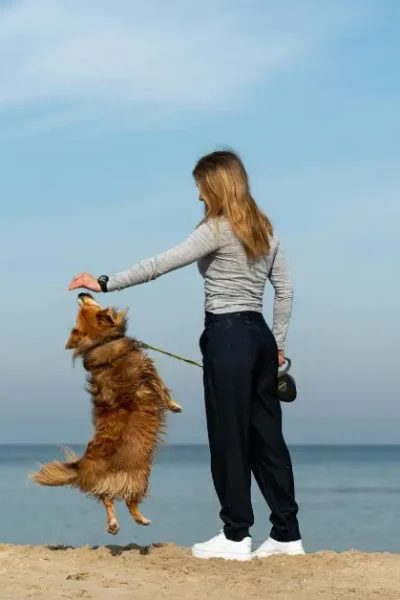 atenção plena com seu cachorro