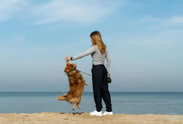 atenção plena com seu cachorro