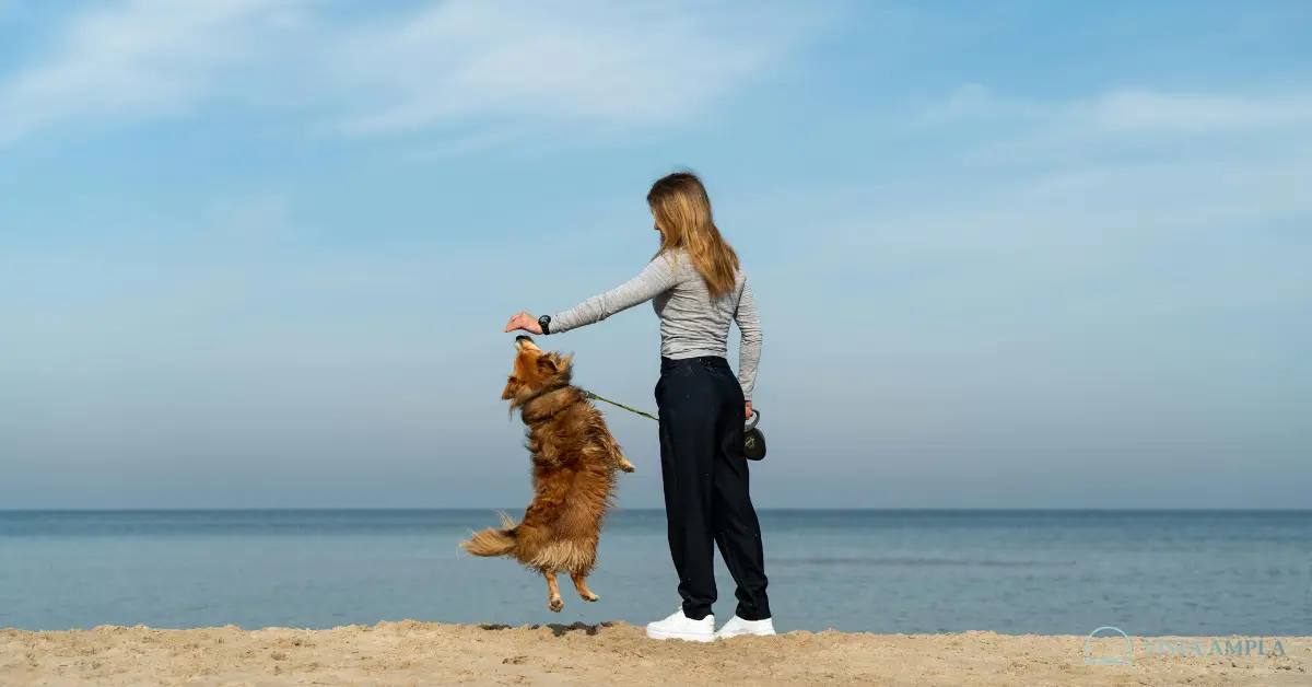 atenção plena com seu cachorro