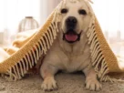 Animais Acalmam Nossa Mente