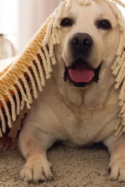 Animais Acalmam Nossa Mente
