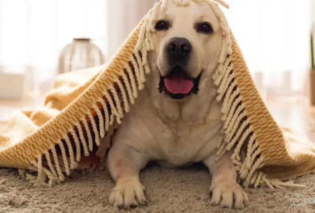 Animais Acalmam Nossa Mente